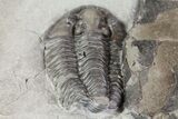 Calymene Niagarensis Trilobite & Trimerus Head - New York #68401-1